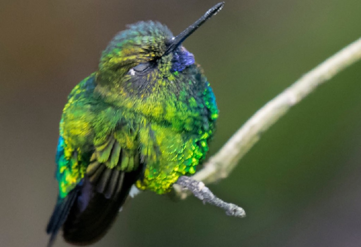 ejemplo de cómo duermen los colibríes
