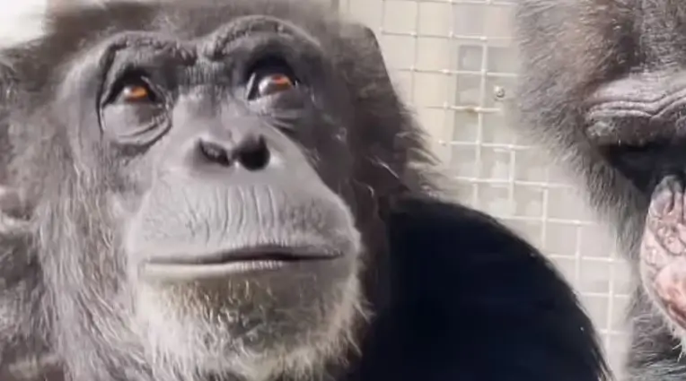 la reacción de vanilla al ver el cielo por primera vez