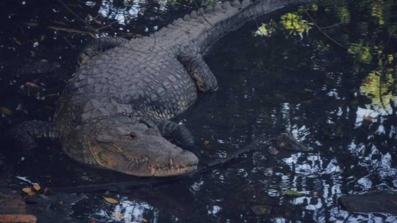 Al menos 200 Cocodrilos se dirigieron a las ciudades en México por las inundaciones