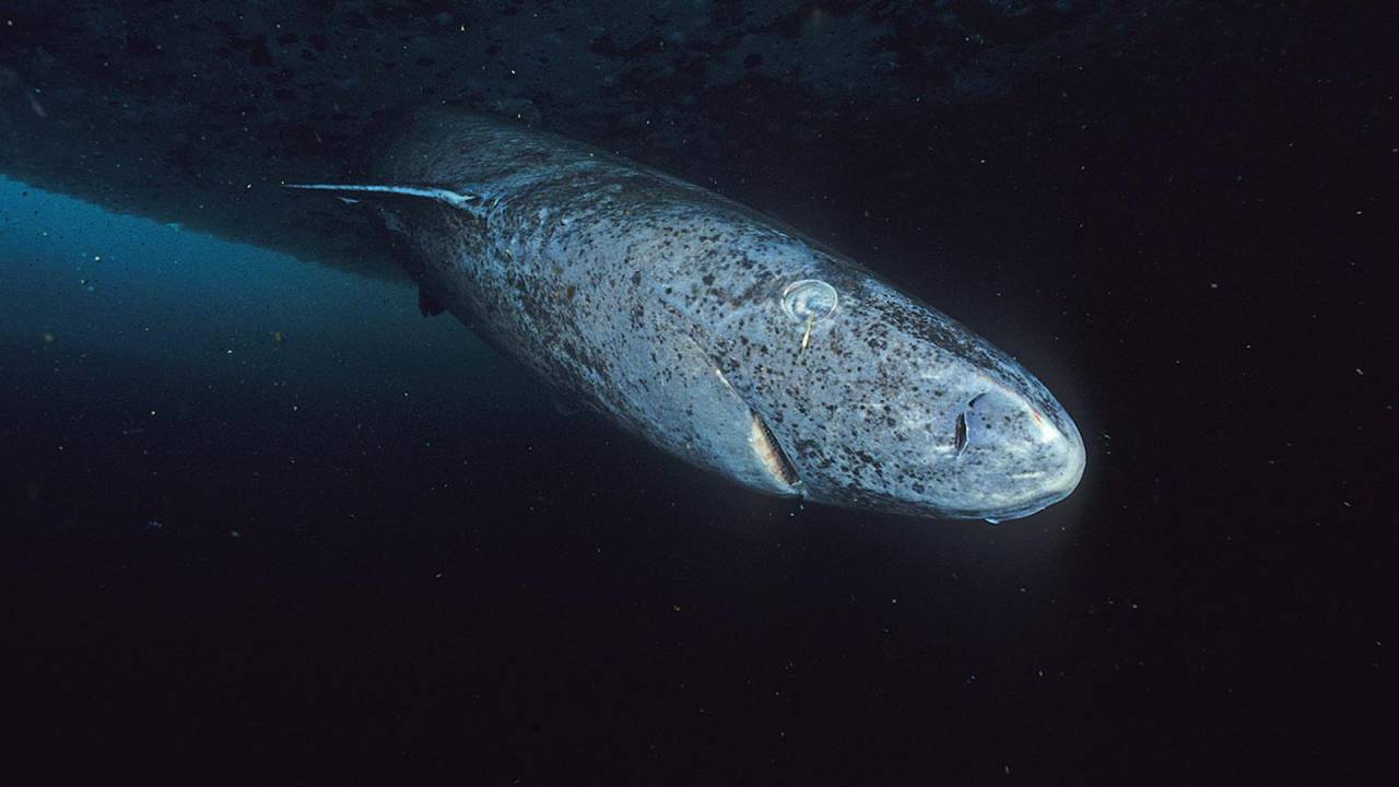 Científicos han descubierto finalmente como los tiburones de Groenlandia viven 500 años