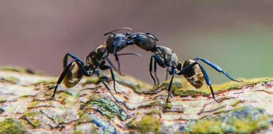 Por primera vez se observa a una especie no humana realizando amputaciones quirúrgicas