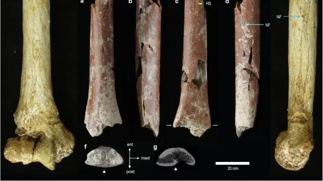 Encuentran huesos de hobbits que podrían revelar su origen