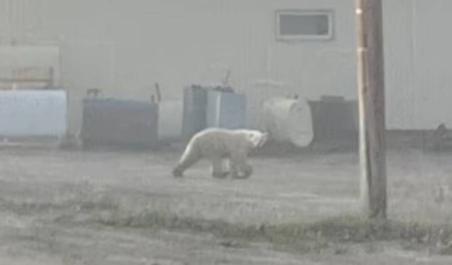Osos polares están siendo vistos en zonas urbanas en Canadá y encienden las alarmas climáticas