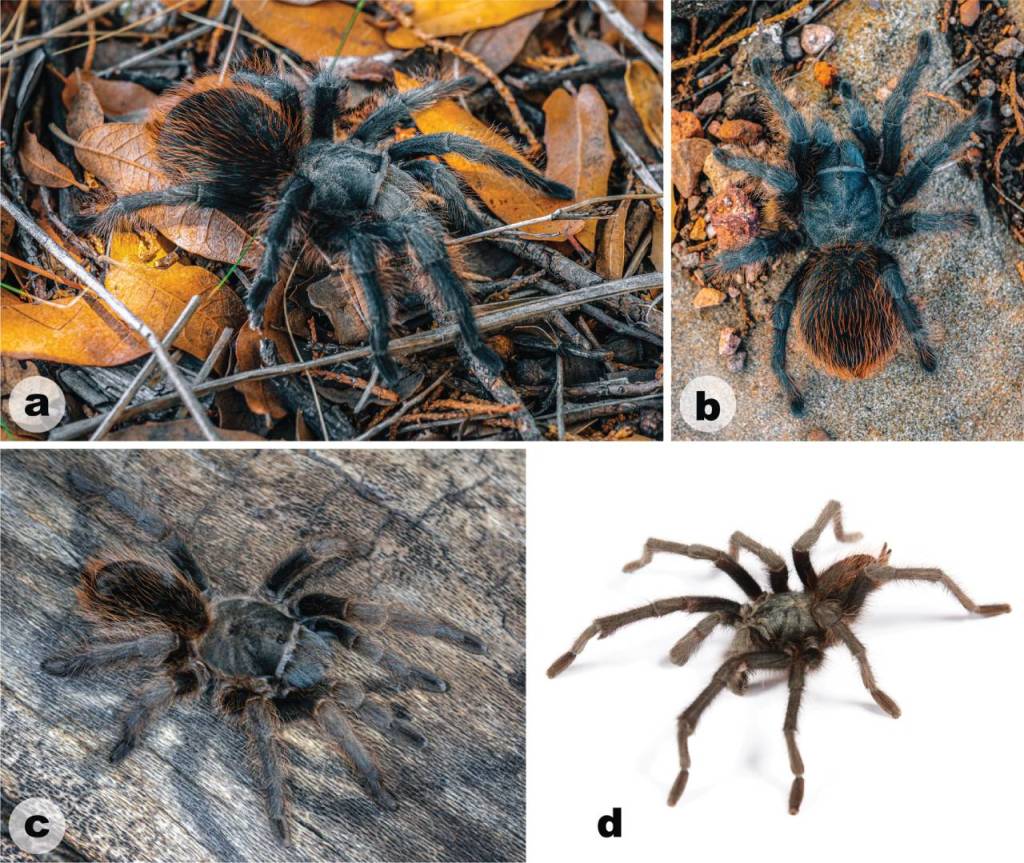 Descubren una nueva tarántula prácticamente única y ya está en peligro de extinción