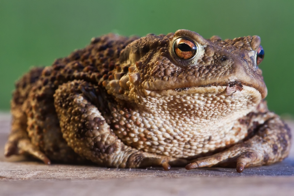 Temporada de Sapos de caña: Todo lo que necesitas saber para mantener segura a tu mascota