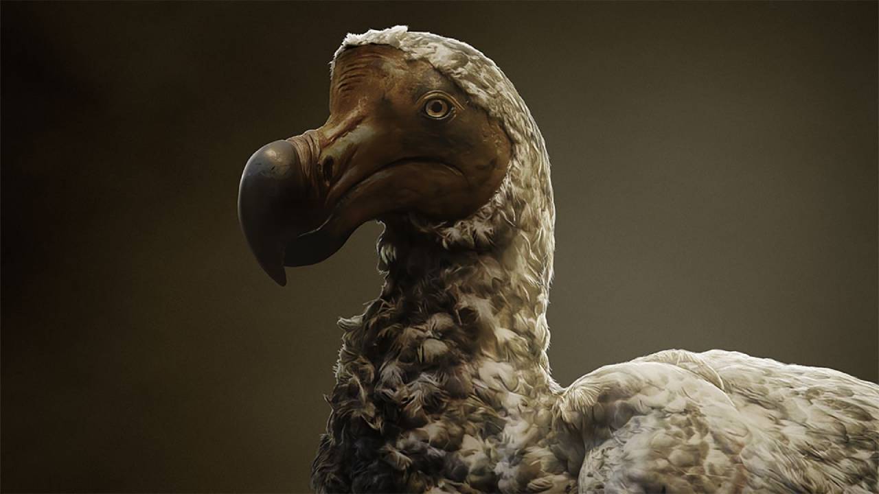 El dodo no era como creíamos: 400 de investigación estaban equivocados