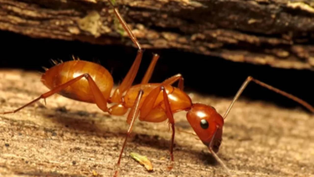 Por primera vez se observa a una especie no humana realizando amputaciones quirúrgicas