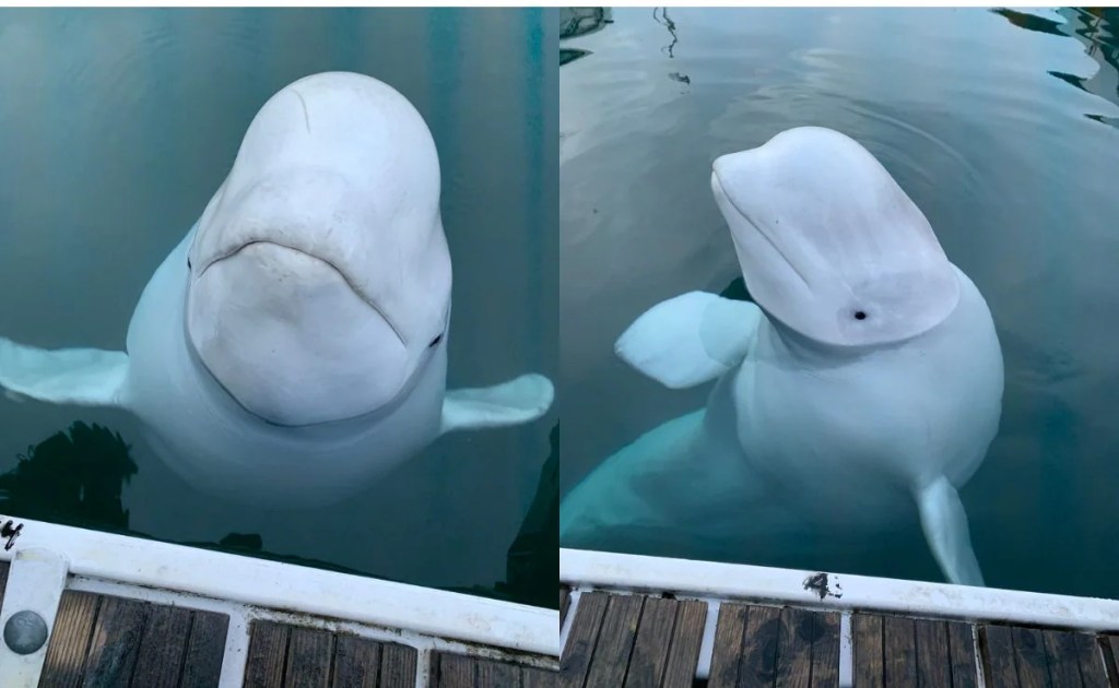 Encuentran muerta la ballena espía rusa, Hvaldimir