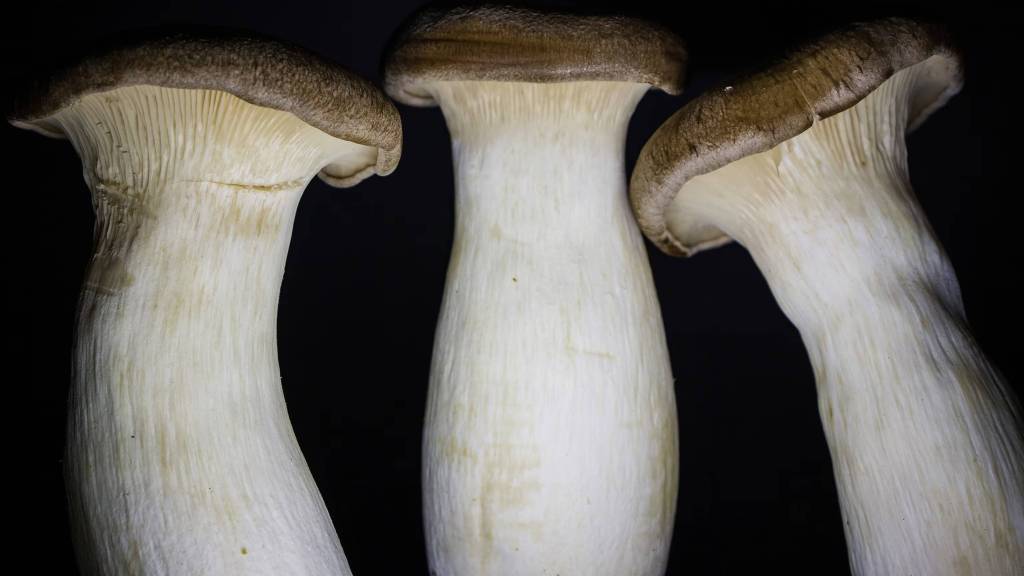 Un hongo aprende a moverse después de recibir un cuerpo robótico