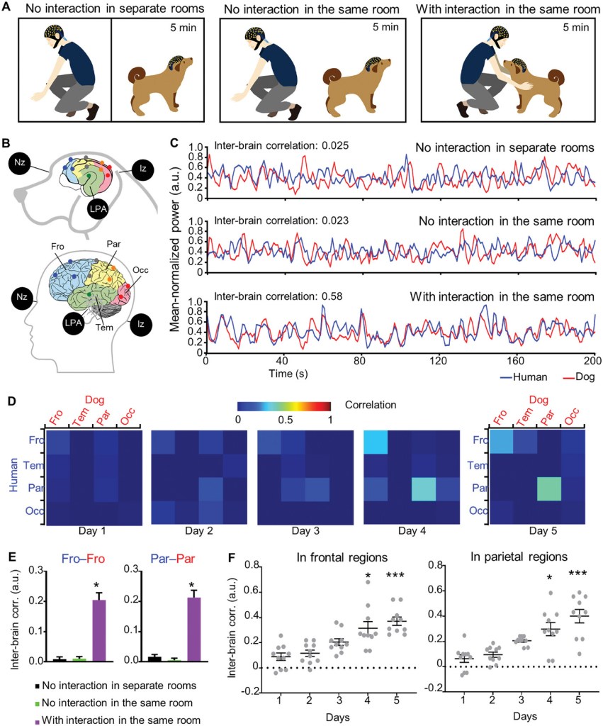 Administran LSD a perros con comportamiento autista y alteran su actividad cerebral
