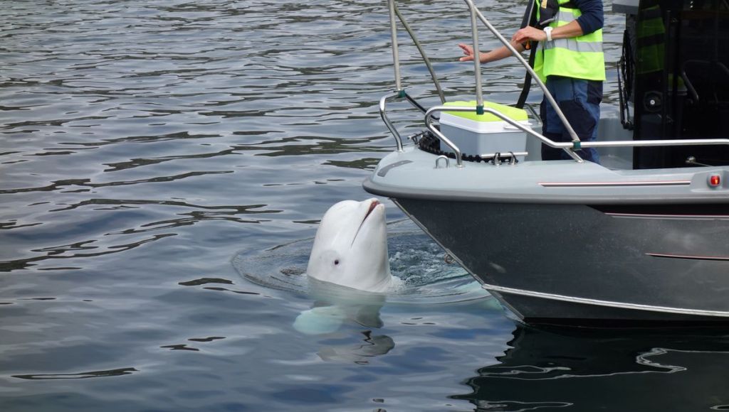Encuentran muerta la ballena espía rusa, Hvaldimir