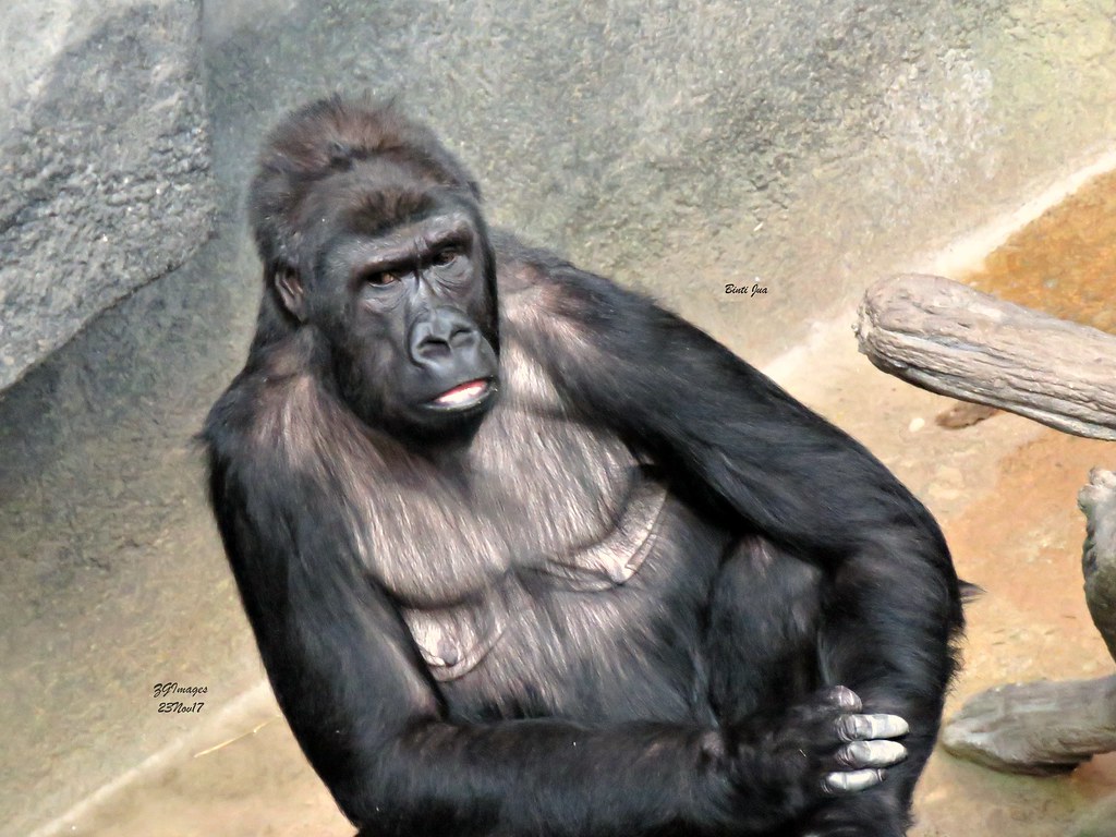 Binti Jua: La historia de la gorila que salvó a un niño