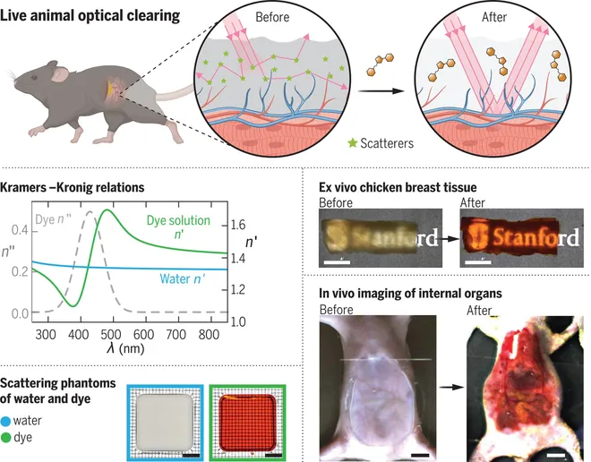 Colorante de Doritos volvió transparente la piel de ratones en un experimento