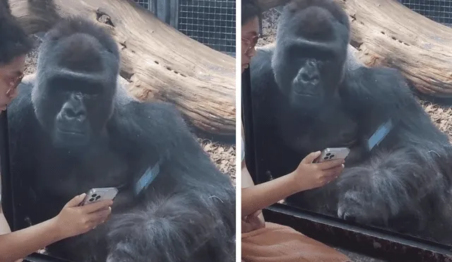 Binti Jua: La historia de la gorila que salvó a un niño