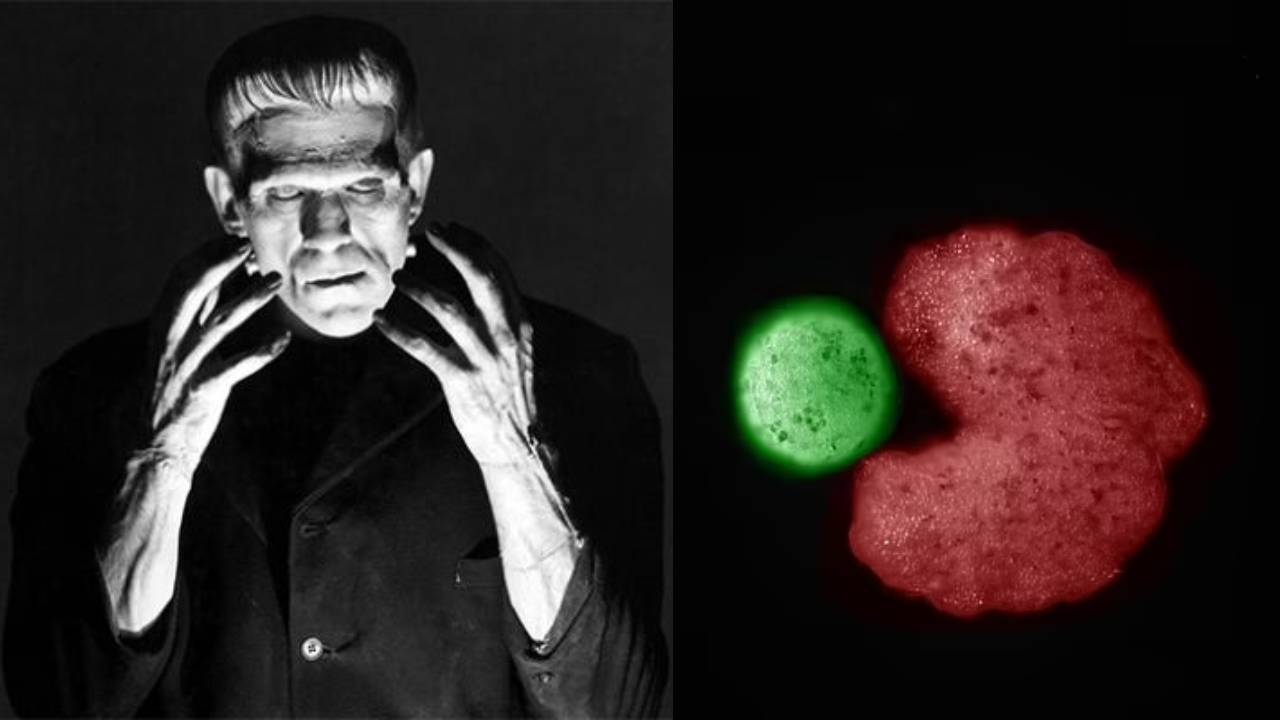 Descubren un tercer estado entre la vida y la muerte: Un avance que podría redefinir la muerte legal