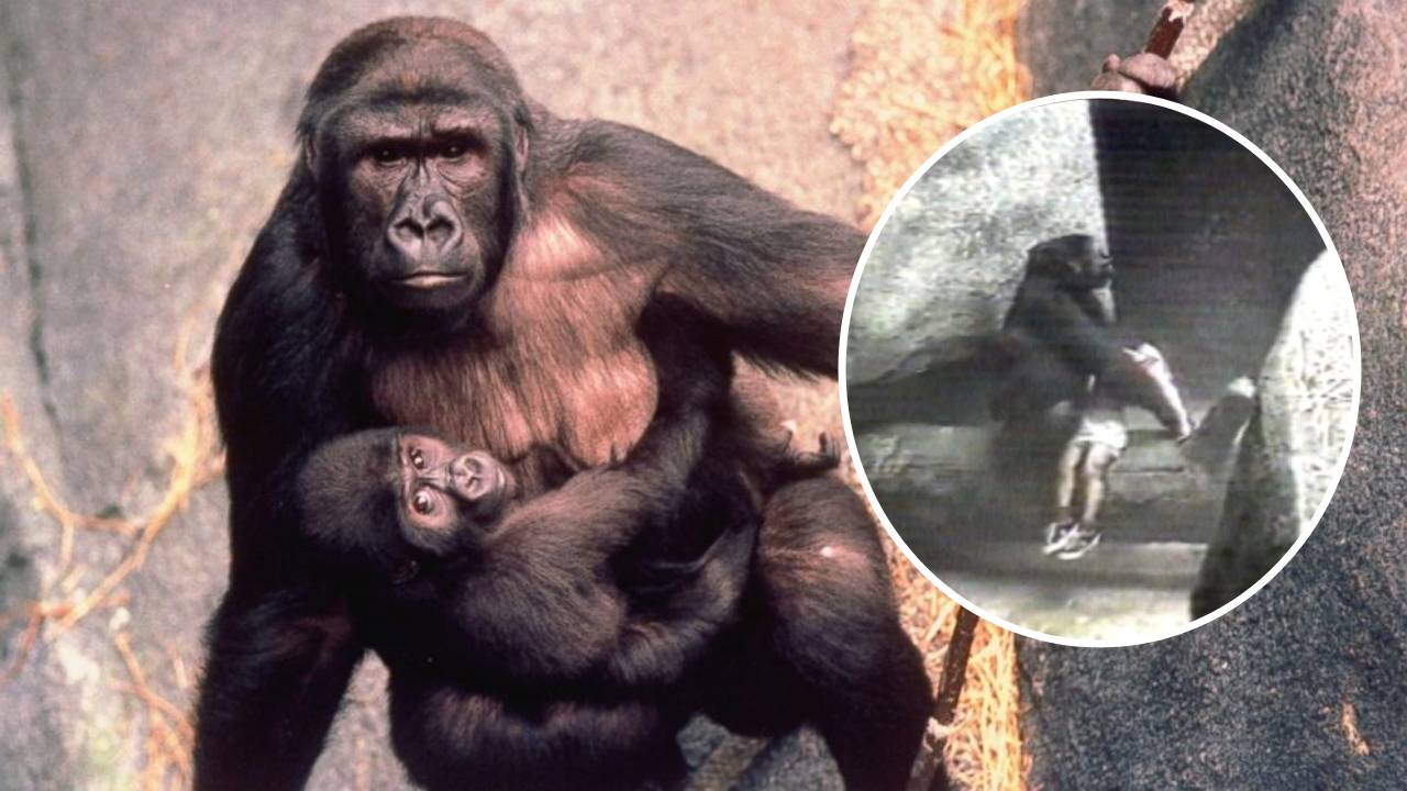 Binti Jua: La historia de la gorila que salvó a un niño