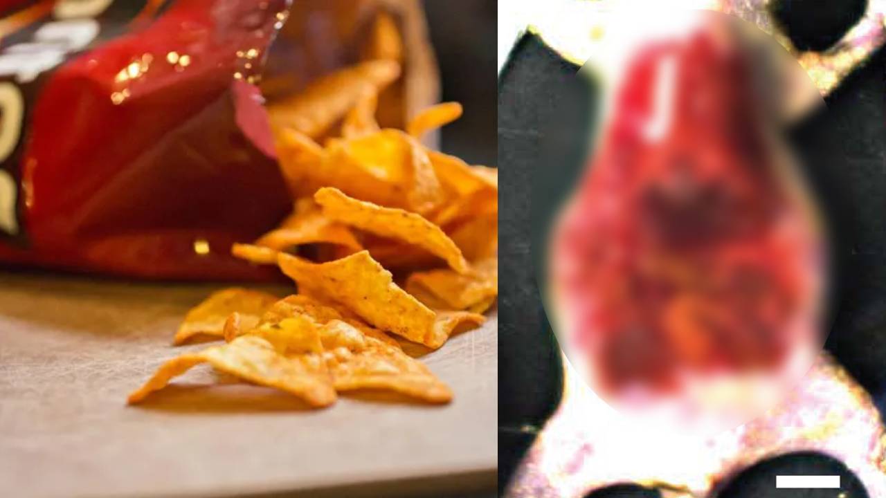 Colorante de Doritos volvió transparente la piel de ratones en un experimento