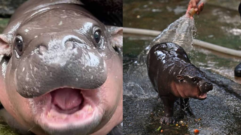 Moo Deng: ¿Por qué internet ama tanto al bebé hipopótamo? Te lo explicamos con ciencia.