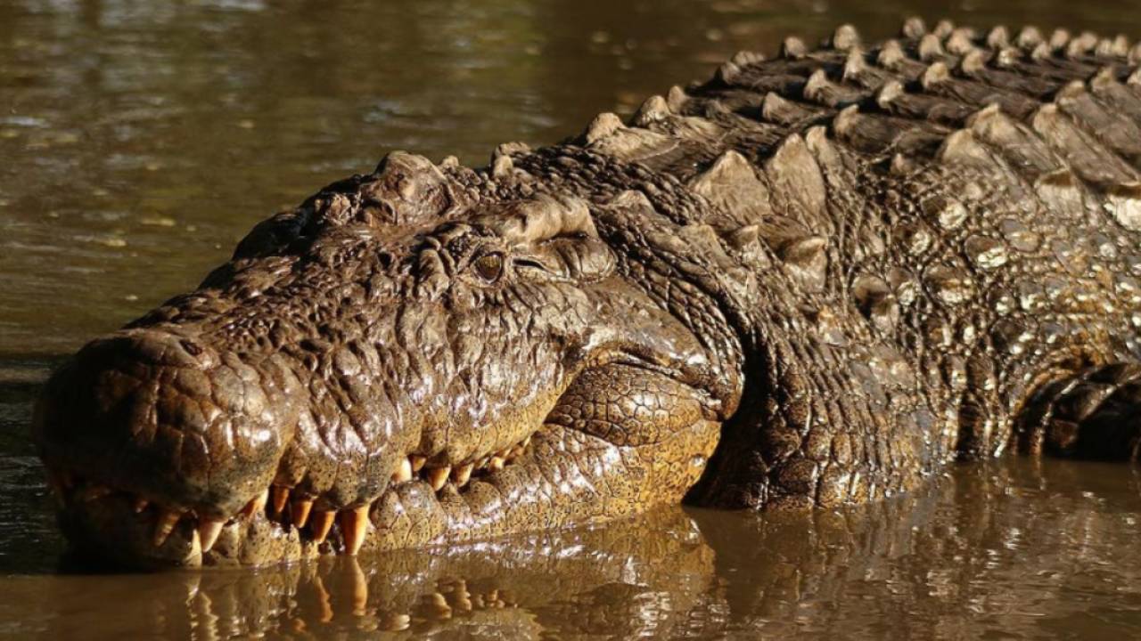 Henry: El cocodrilo más antiguo del mundo con 123 años