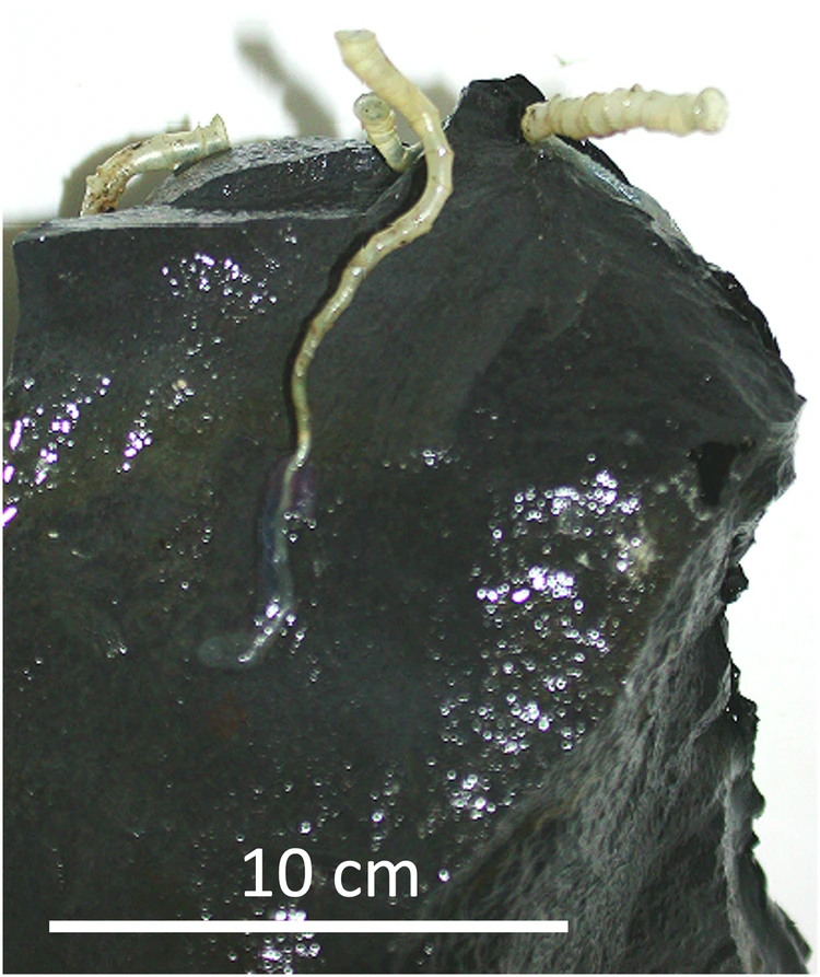 Gusanos gigantes blancos fantasmales se están reproduciendo bajo el lecho marino