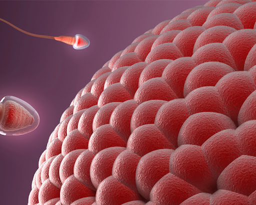 Por primera vez se obtienen imágenes de la ovulación 