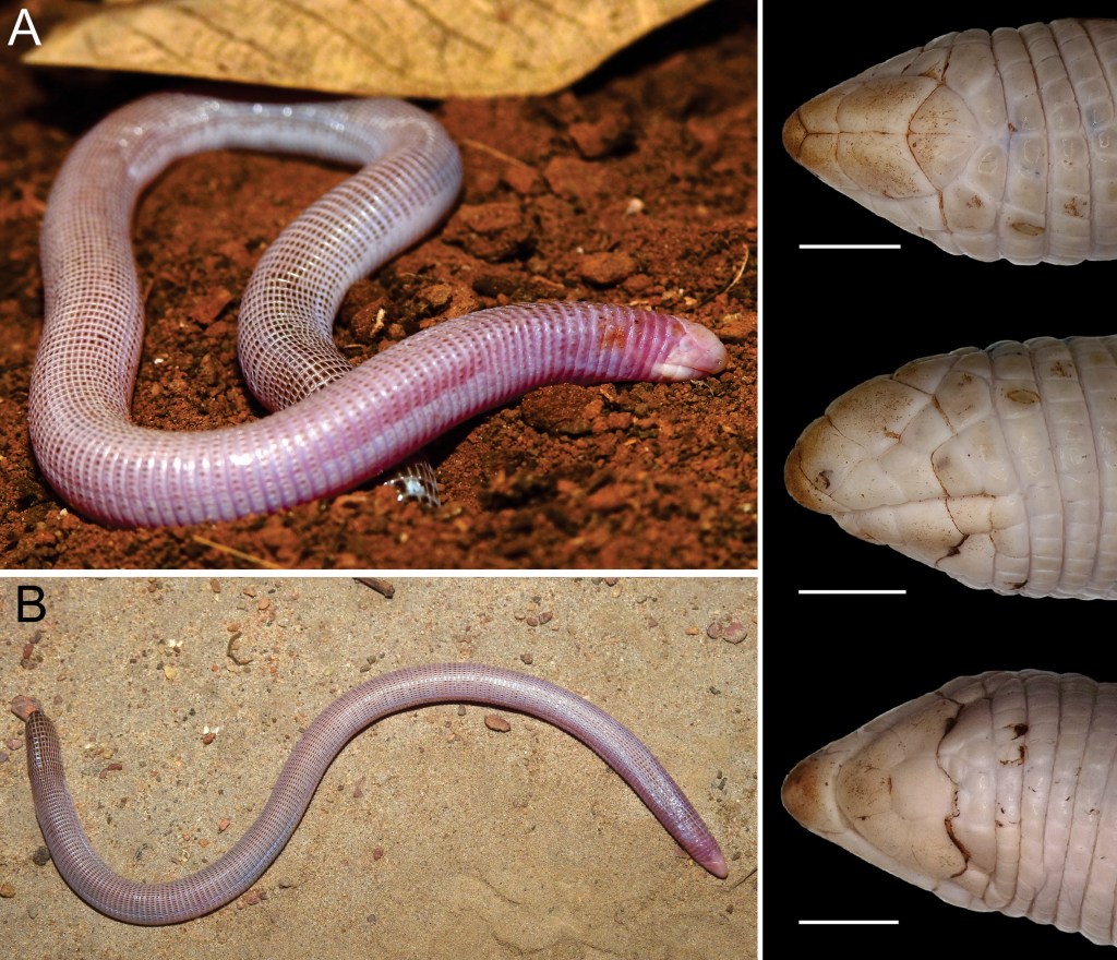 “¡¿Qué es esa cosa?!” La extraña criatura que los científicos adoran