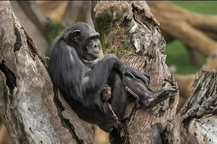 El duelo de Natalia: La chimpancé que no soltó a su cría fallecida tras siete meses