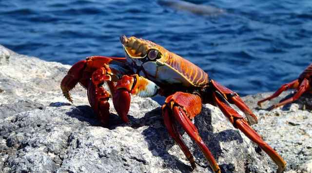 Los animales continúan evolucionando inexplicablemente hasta convertirse en cangrejos ¿También le sucederá a los humanos?