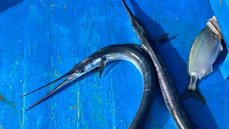 Fallece la surfista Giulia Manfrini atacada por un pez aguja