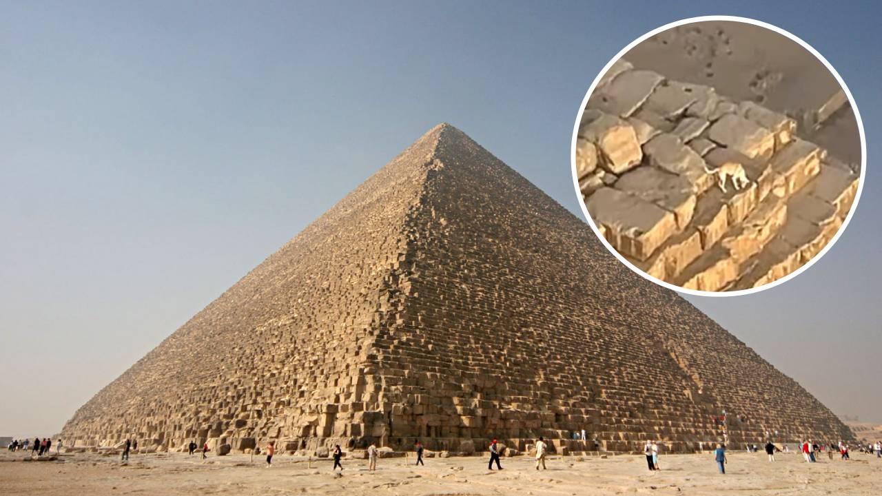 Perro es visto en la cima de la Gran Pirámide de Giza y nadie sabe cómo llegó ahí