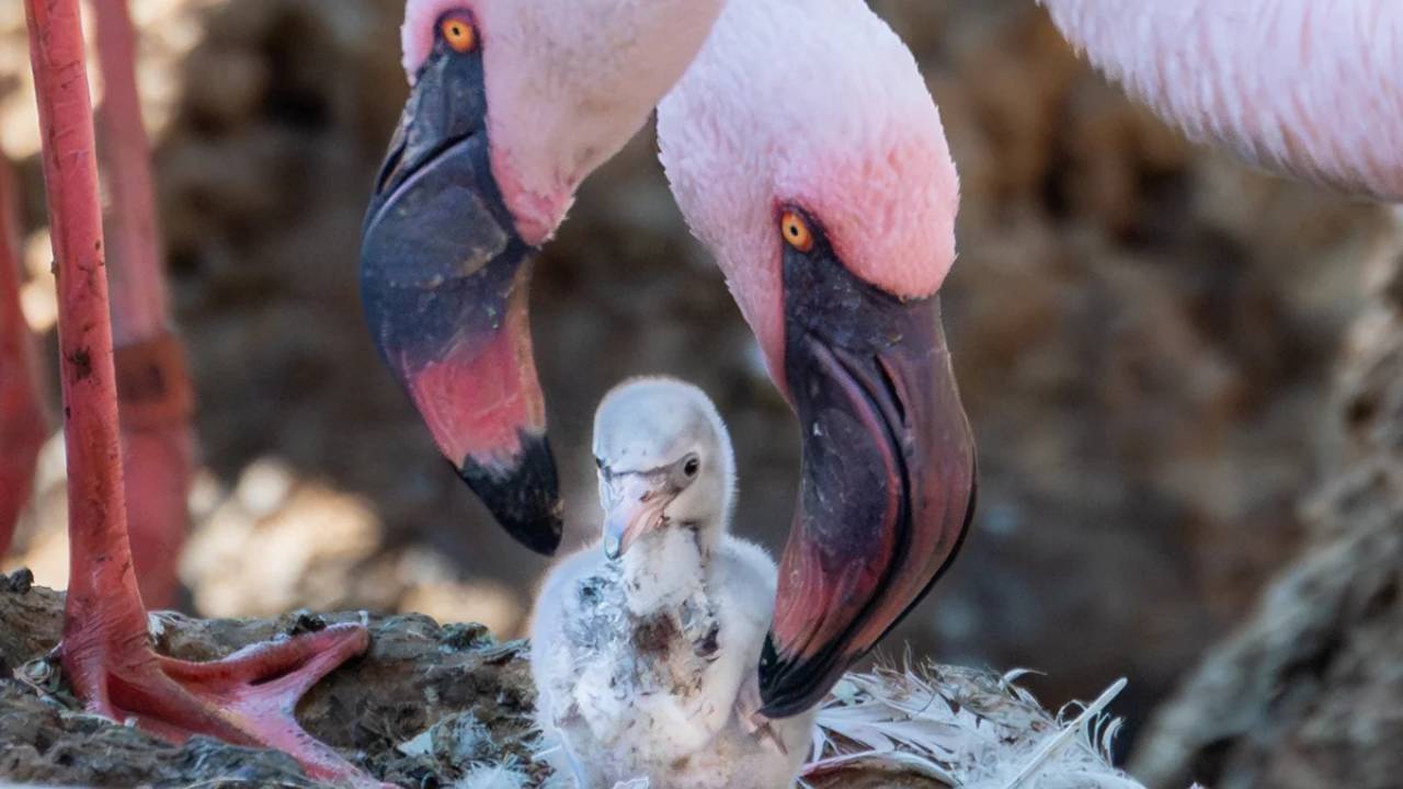 Padres adoptivos de flamencos del mismo sexo logran incubar un polluelo