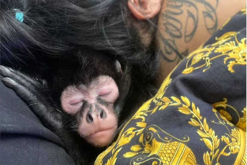 Otro caso: Influencer de Texas lucha por recuperar a su mono araña