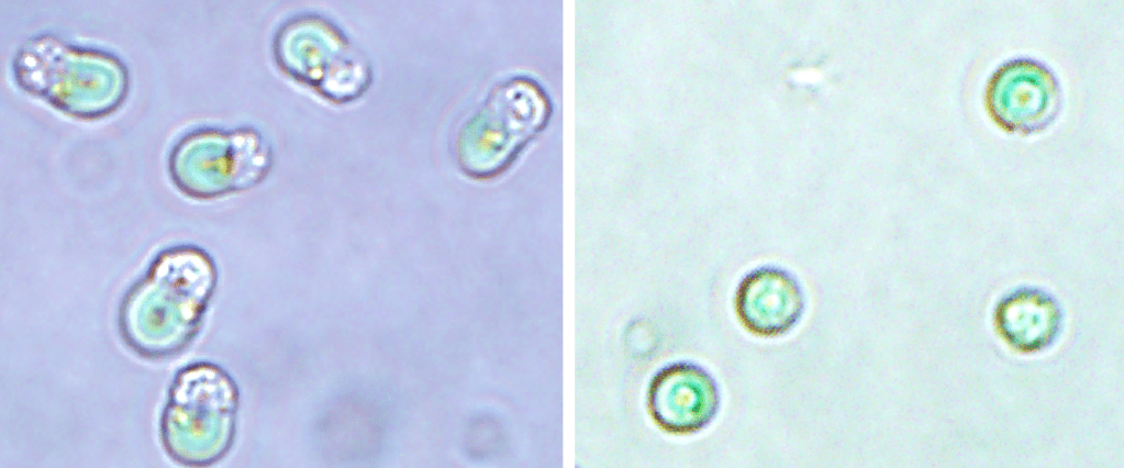 Por primera vez se logra la fotosíntesis en células animales 1 Por primera vez se logra la fotosíntesis en células animales