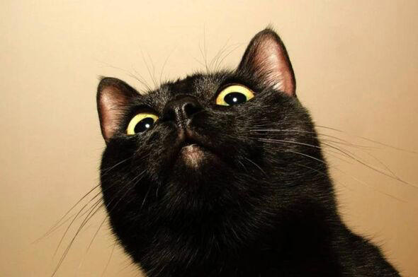 Un gato descubre accidentalmente un nuevo y exótico virus