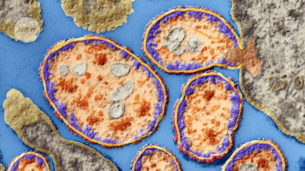 Beata Halassy: La científica que se Inyectó virus cultivados en laboratorio para tratar su propio cáncer