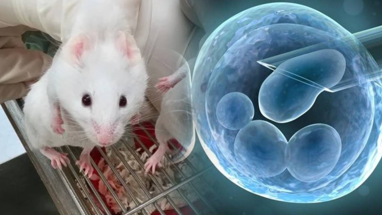 Científicos crean un ratón “extraordinario” usando un gen más antiguo que la vida animal