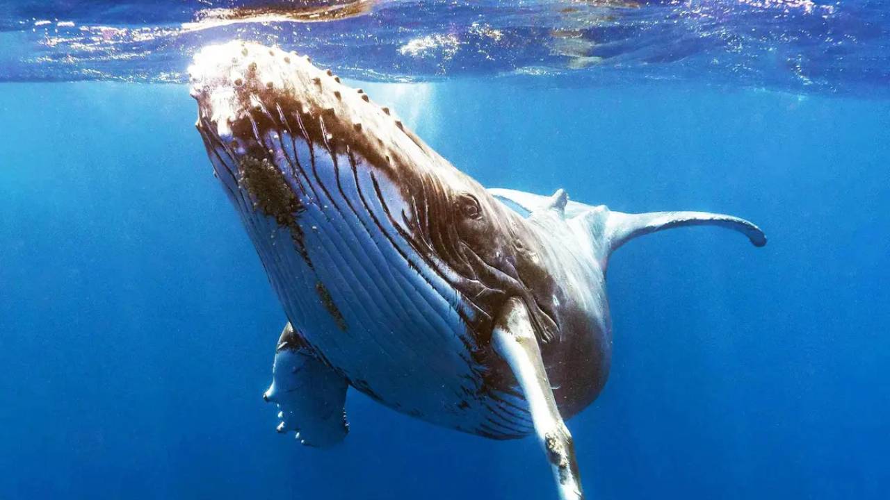 Una ballena jorobada tiene una “conversación” de 20 minutos con científicos gracias a la IA