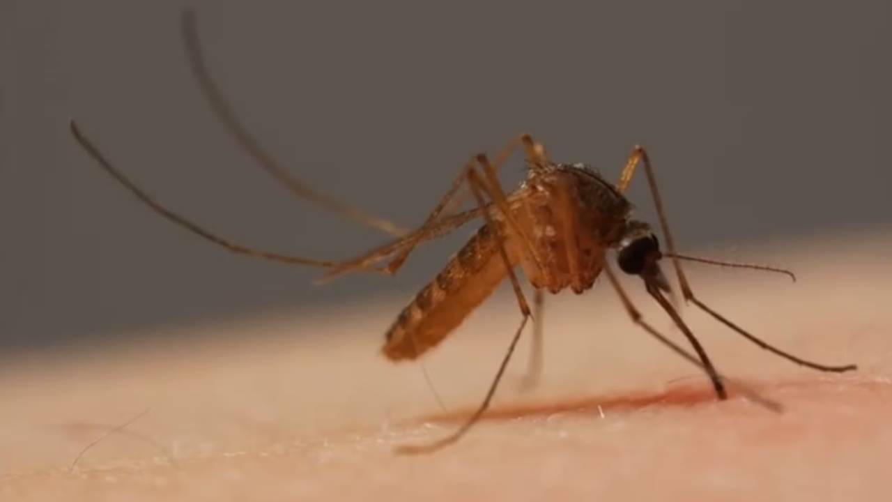 Mosquitos genéticamente modificados: Una esperanza para inmunizar contra la malaria