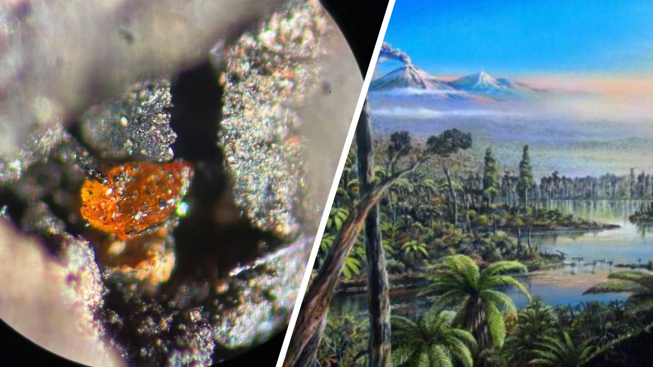 Ámbar en la Antártida: Evidencia de una selva tropical prehistórica en el Polo Sur