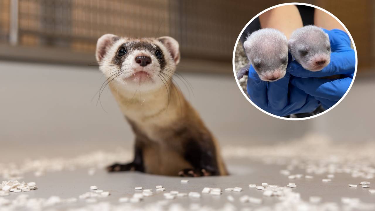 Un hurón de patas negras clonado hace historia al dar a luz