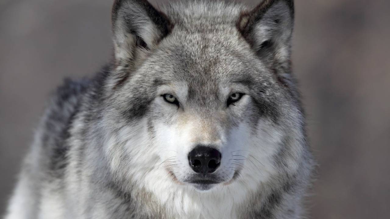 El mito del Macho Alfa: Cómo 50 años de malentendidos moldearon nuestra percepción de los lobos