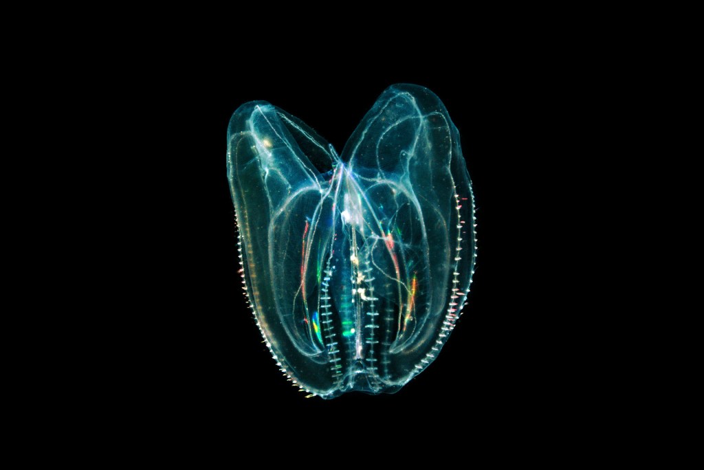 Descubren a una criatura marina que puede revertir el envejecimiento