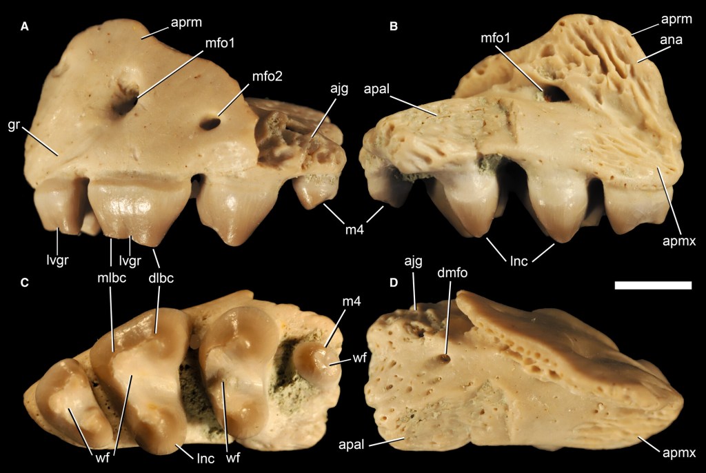 Descubren un nuevo reptil triásico con dientes únicos en Inglaterra