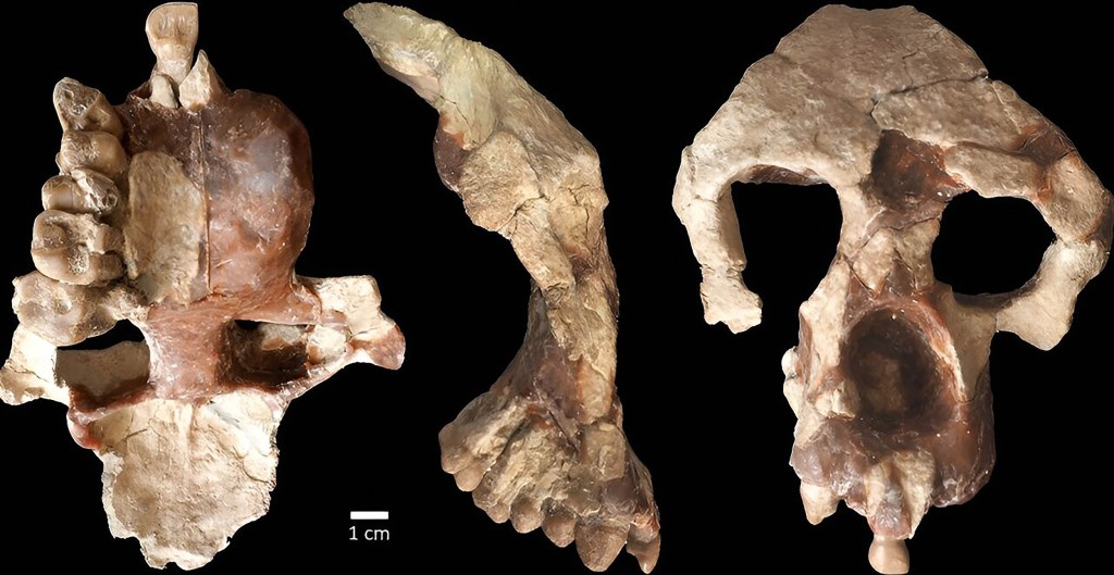 Descubren fósil que sugiere que los humanos se originaron en Europa y no en África