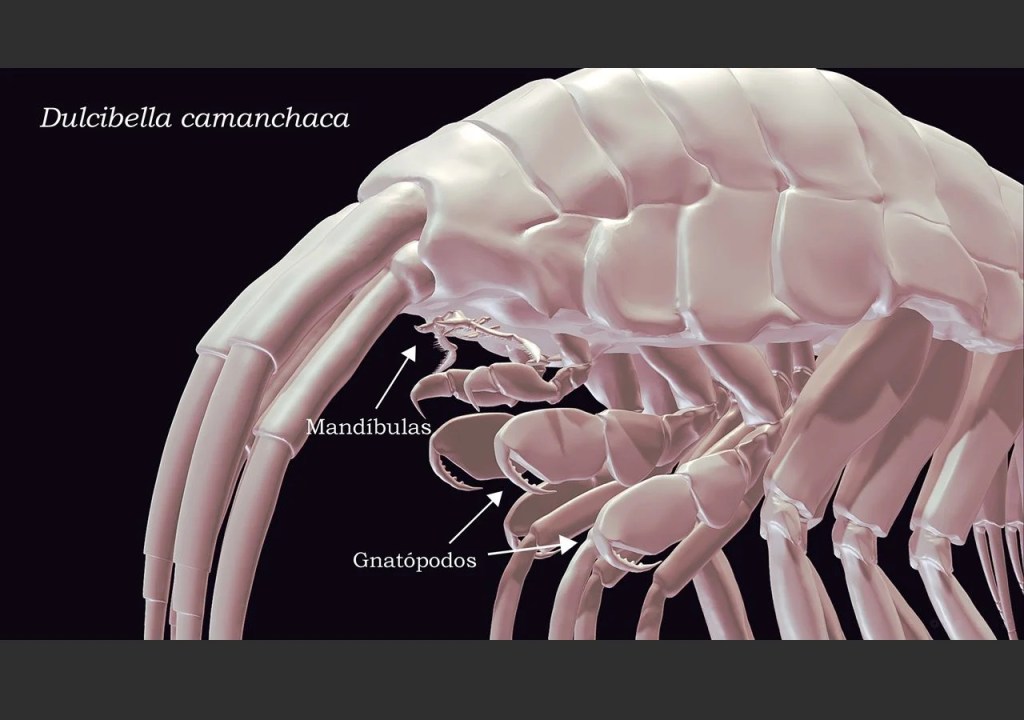 Un nuevo depredador en las profundidades del océano
