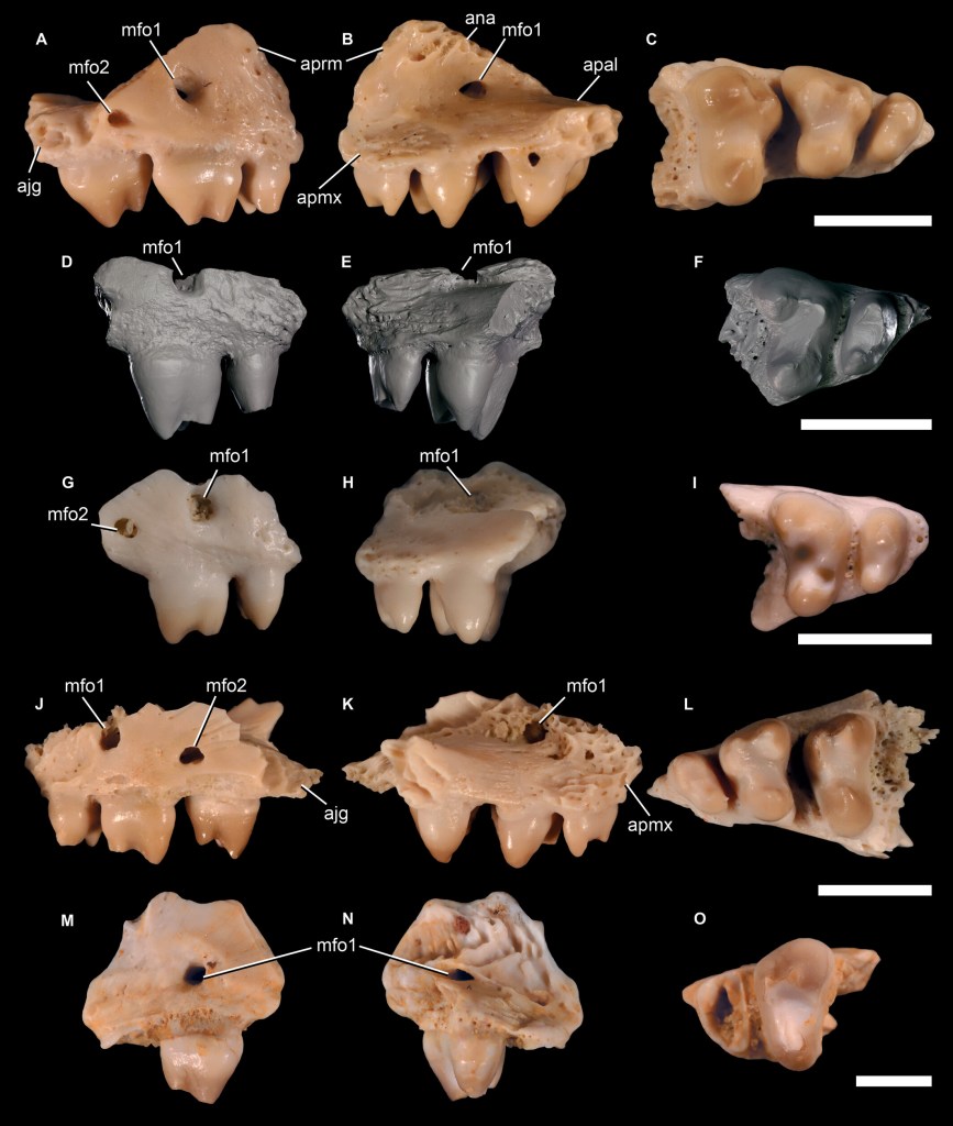 Descubren un nuevo reptil triásico con dientes únicos en Inglaterra
