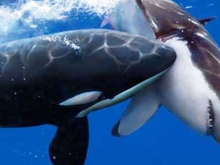 Dos depredadores provocan que los grandes tiburones blancos abandonen su hábitat por miedo