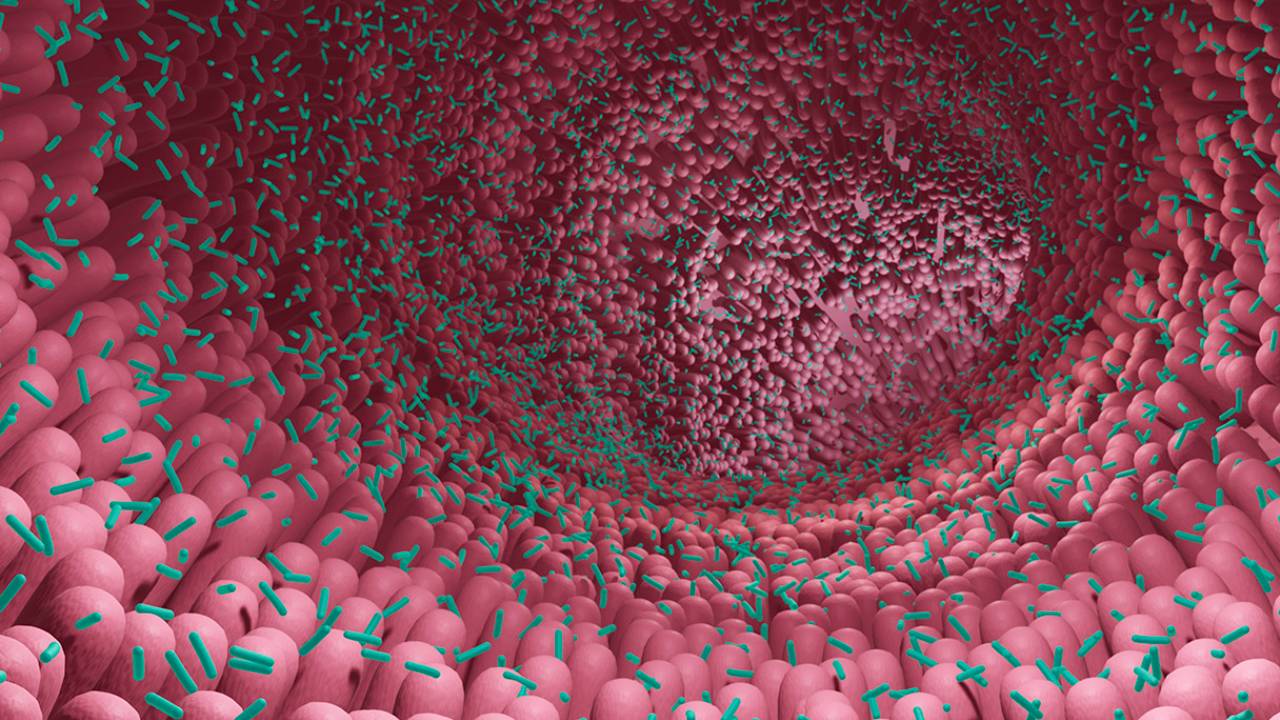 Científicos descubren nuevas formas de vida dentro del cuerpo humano