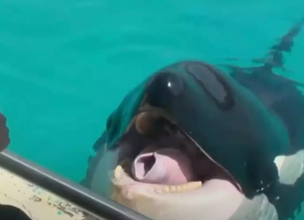 Espeluznante grabación de orcas imitando el habla humano causa terror