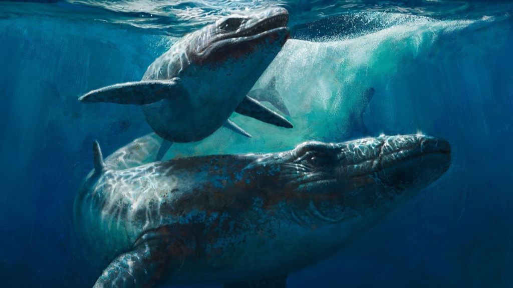 Alerta Roja por el hallazgo de un monstruo marino en Marruecos